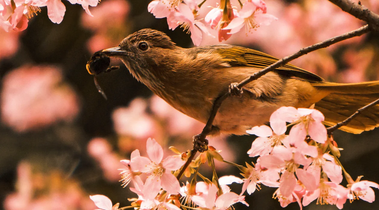 A bird perched on a branch with pink flowers, holding an insect in its beak.