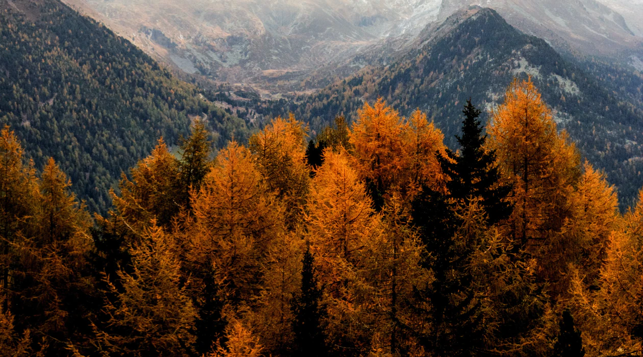 A forest with autumn foliage in vibrant orange, set against a backdrop of mountains under a cloudy sky.