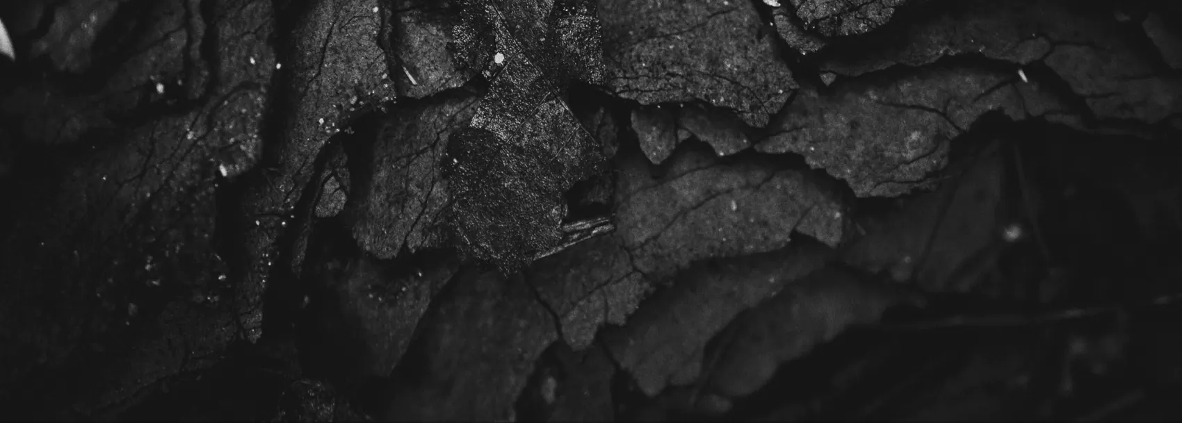 Close-up of dark, textured bark layers on a tree, with visible cracks and grooves, creating an abstract pattern.