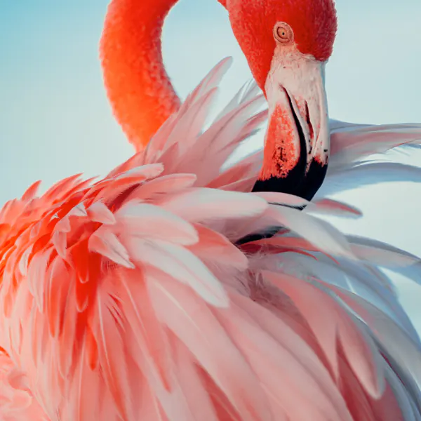 Close-up of a flamingo with vibrant pink and white feathers, showing its head turned to the side against a light blue background.