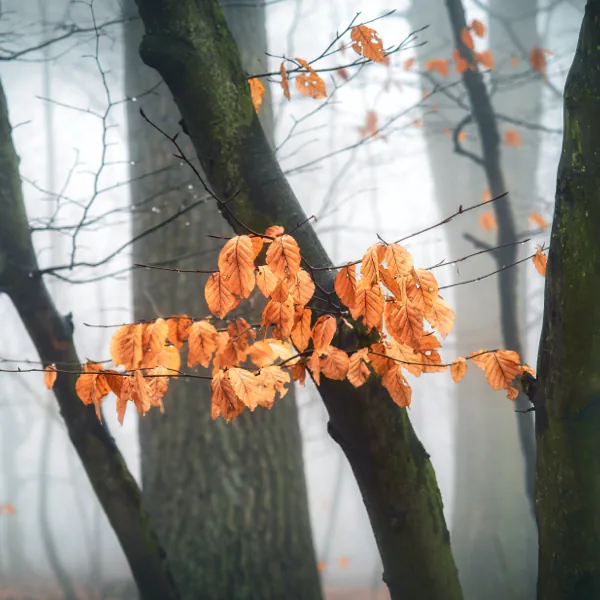 Autumn leaves in orange hues cling to bare branches in a misty, fog-covered forest with tall trees in the background.