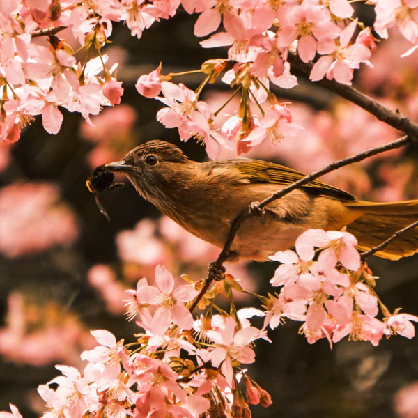 A bird perched on a branch with pink blossoms holds an insect in its beak.