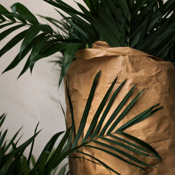 A plant with long green leaves is placed in a crumpled brown paper bag against a plain white wall.