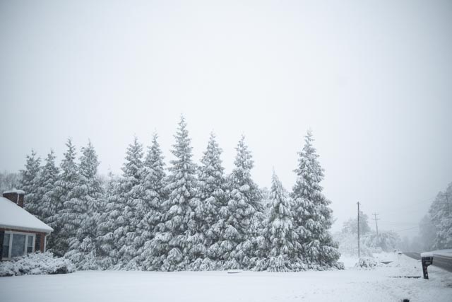 Snow-covered pine trees line a snowy landscape, evoking the serene beauty of Christmas, with a small part of a house visible on the left where perhaps a single girl dreams by the fire.